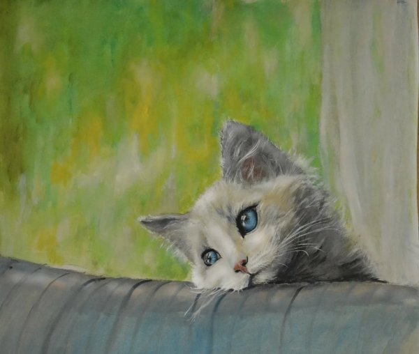 Коты плачут