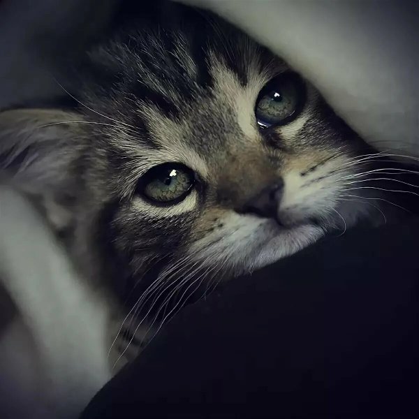 Луху кошка