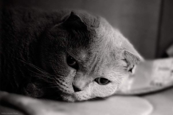 Скоттиш фолд