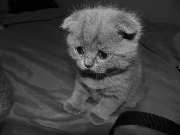 Котенок скучает