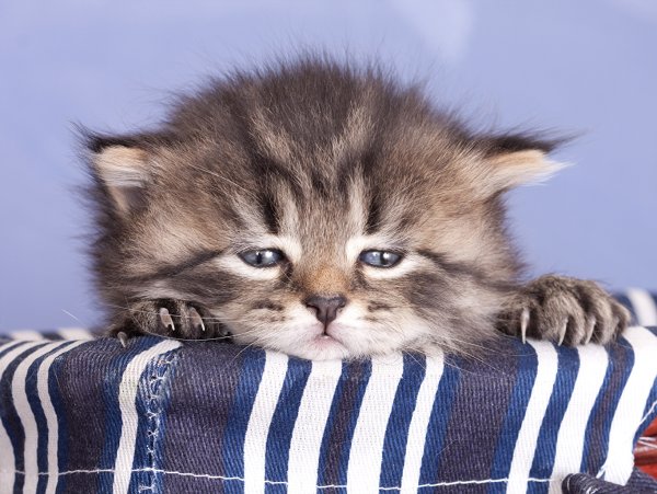 Котенок грустит