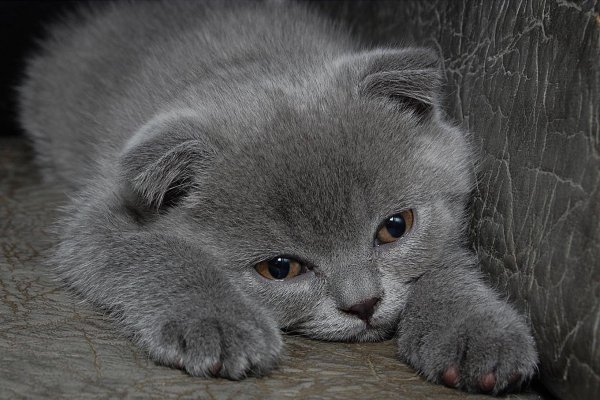 Милые котики