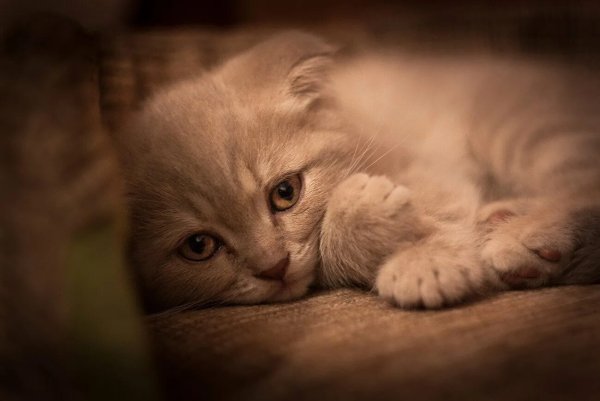 Грустные коты