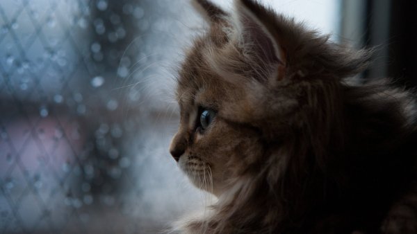 Котики грустные и милые