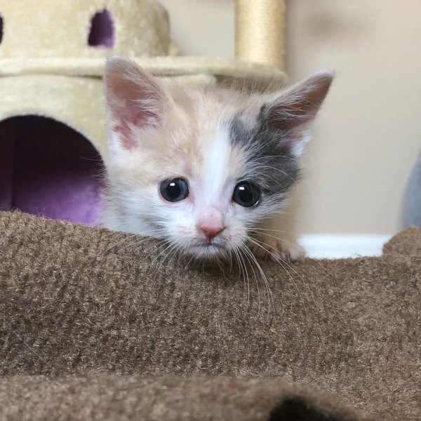 Котенок грустит