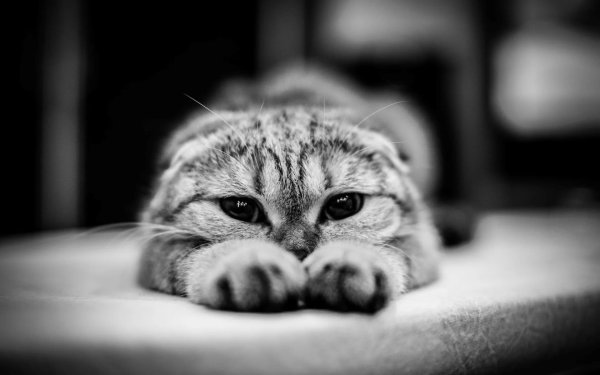 Котенок с грустными глазами
