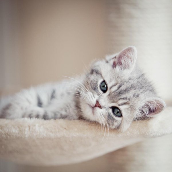 Котенок расстроен