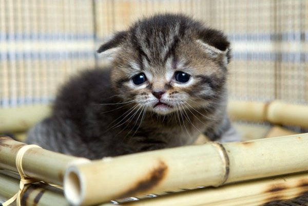 Милые котята