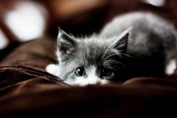 Печальный котенок