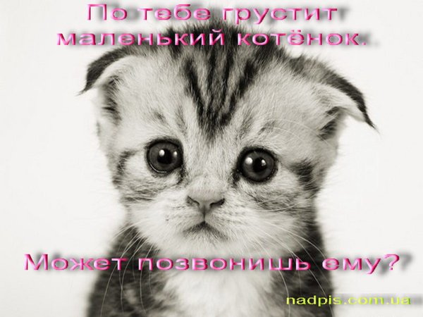 Грустный котенок