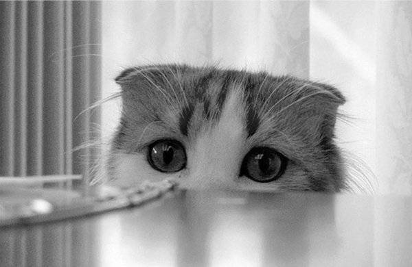 Милый котенок плачет