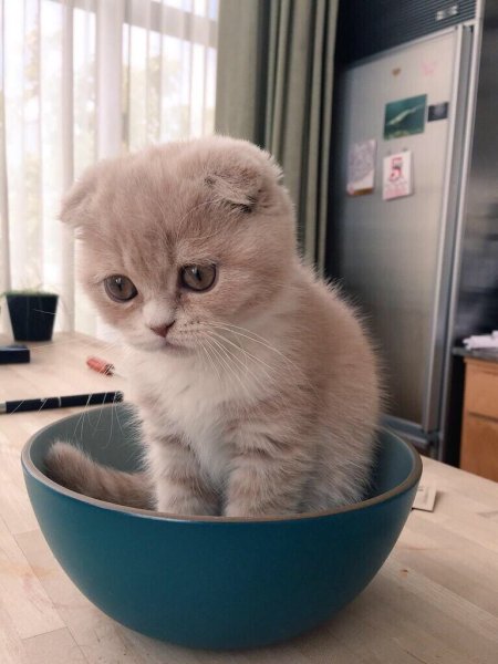 Кот скучает