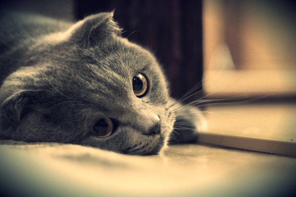 Печальный котенок