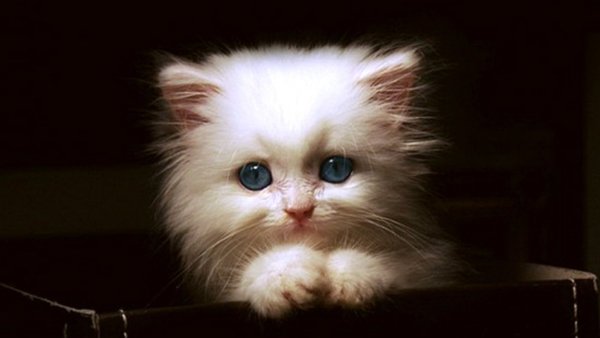 Котики на аву