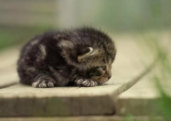 Очень грустный котенок