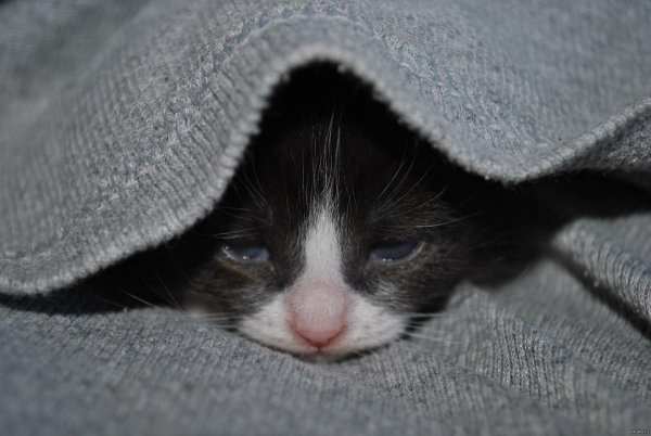 Милый грустный котенок
