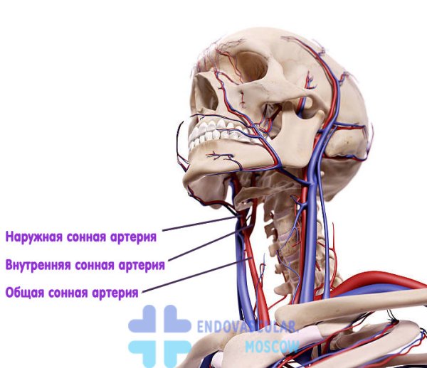 Сонная артерия на шее расположение
