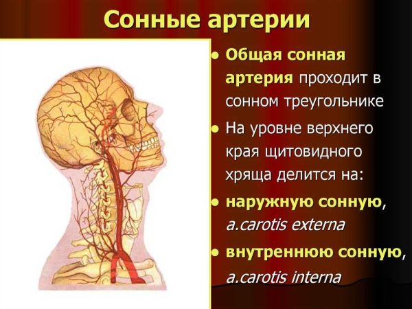 Сонная артерия на шее расположение
