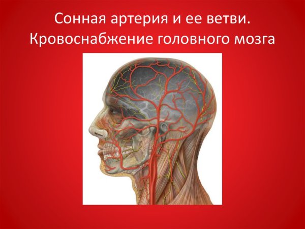 Расположение сонной артерии на шее у человека