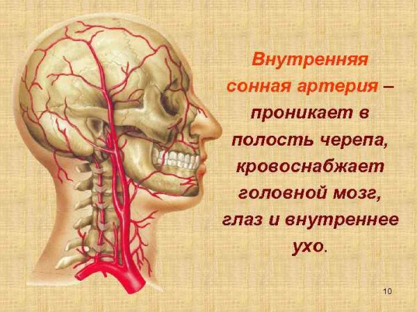Бифуркация общей сонной артерии располагается на уровне