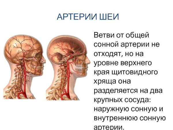 Где расположена Сонная артерия