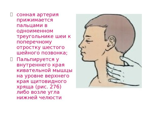 Наружная Сонная артерия анатомия функция