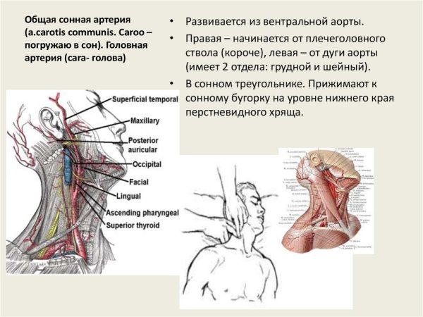 Атеросклероз брахиоцефальных артерий