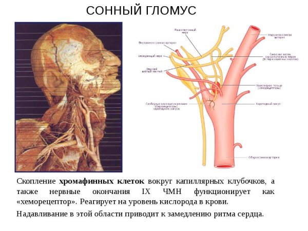 Внутренняя Сонная артерия атлас Неттера