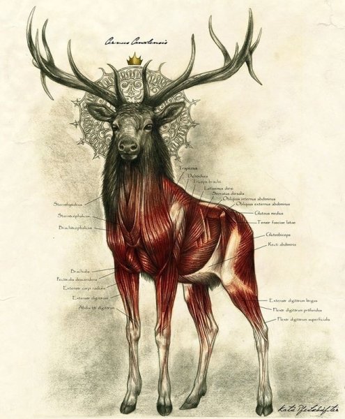 Odocoileus virginianus