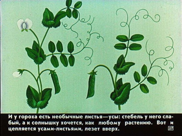 Форма листьев гороха