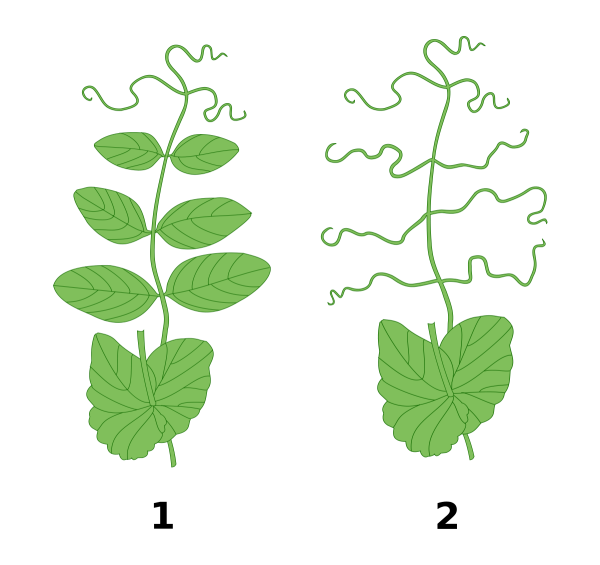Pisum sativum лист