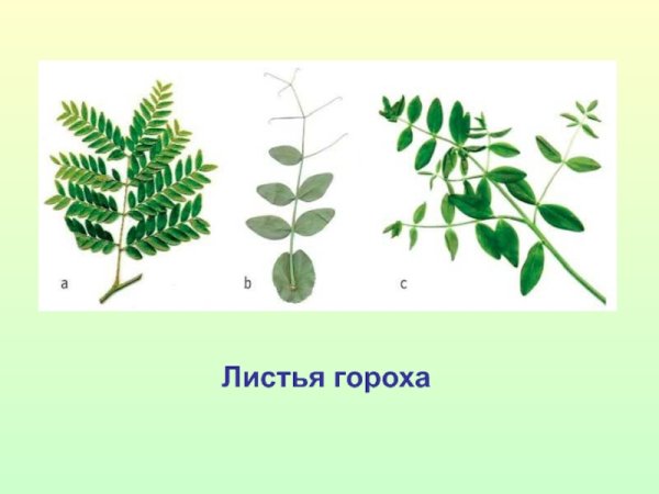 Парноперистые листья гороха