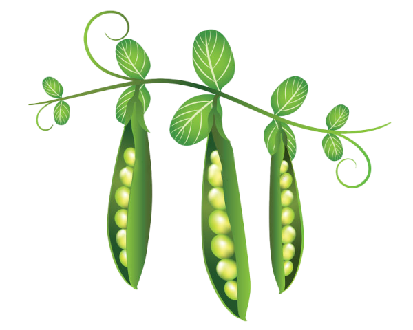Горох на ветке для детей