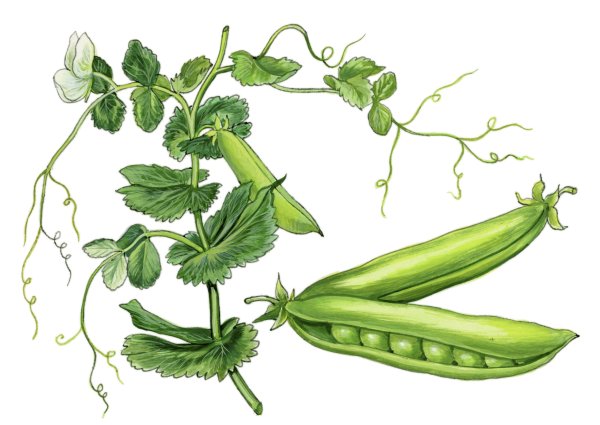 Горох Pisum sativum