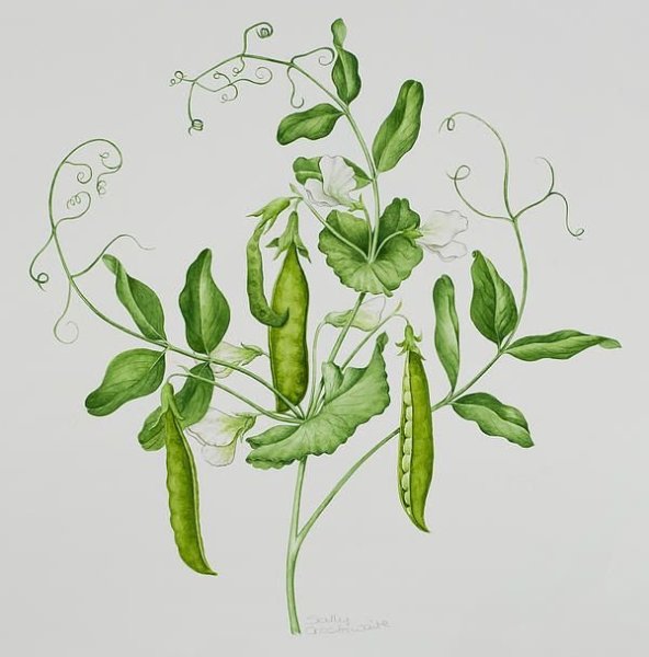 Sally Crosthwaite