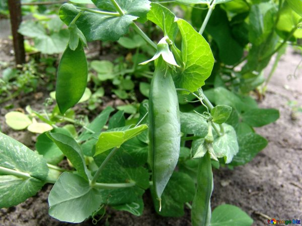Горох Никитка (ползунок)