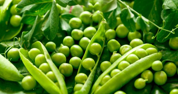 Green Peas горошек