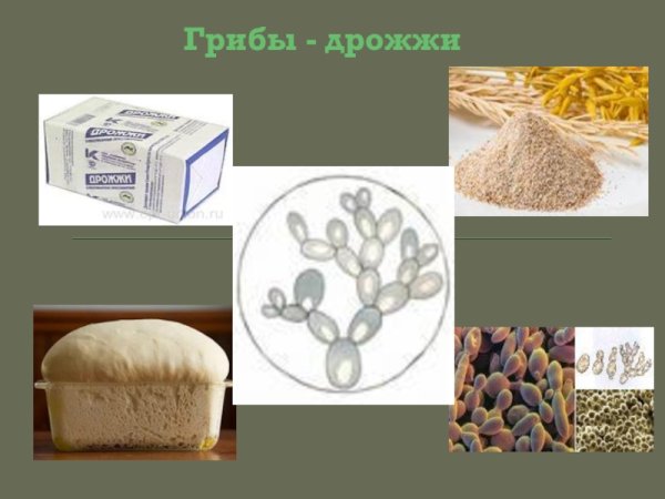 Дрожжи грибы