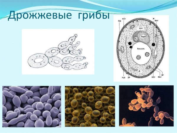 Дрожжевые грибы (дрожжи)