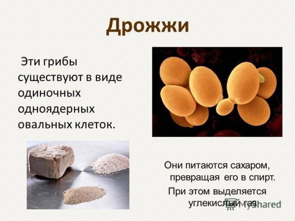 Дрожжевые грибы биология