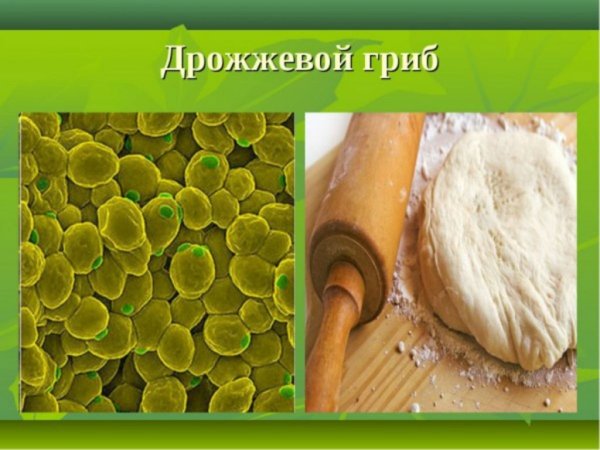 Дрожжи грибы