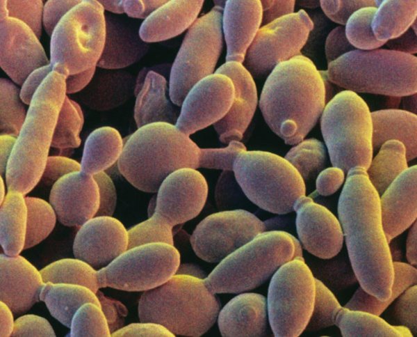 Дрожжи Saccharomyces cerevisiae