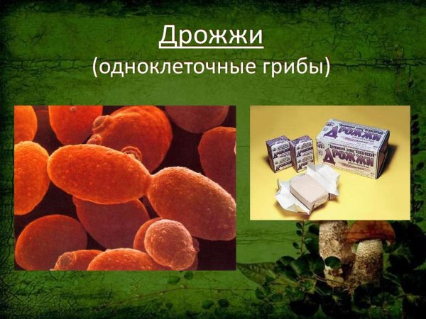 Одноклеточные грибы