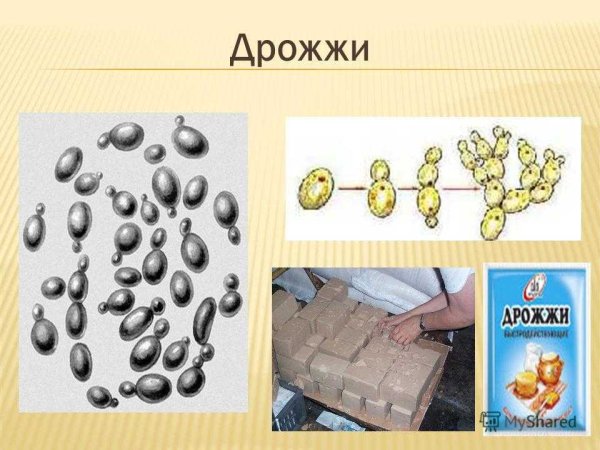 Дрожжи грибы