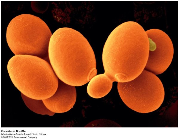 Saccharomyces cerevisiae грибы