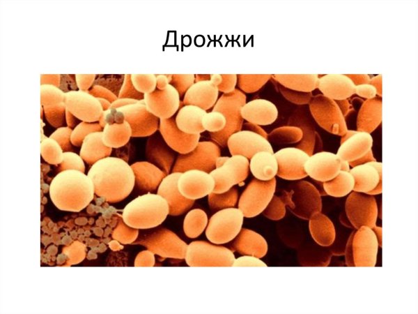 Пекарские дрожжи грибы