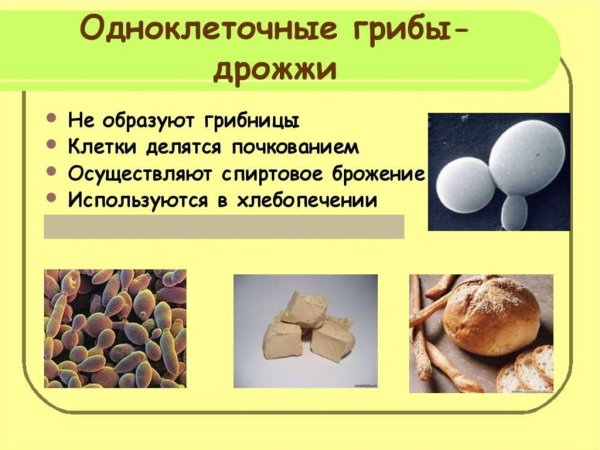 Дрожжи мельчайшие одноклеточные грибы