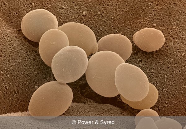 Пекарские дрожжи Saccharomyces cerevisiae