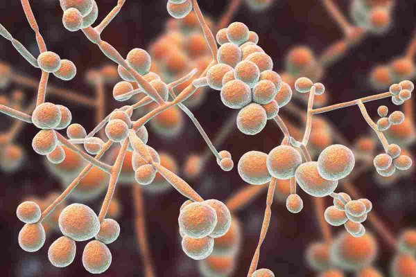 Дрожжеподобные грибы Candida