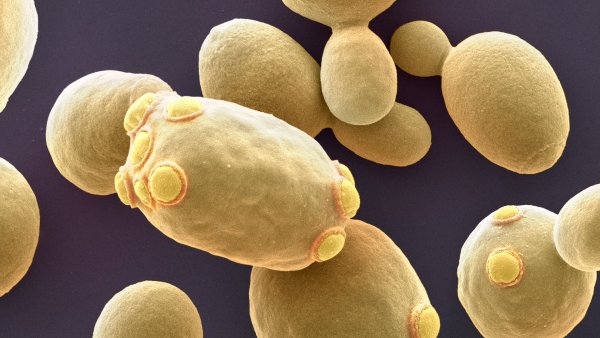 Пекарские дрожжи Saccharomyces cerevisiae
